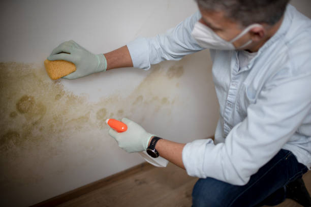 Mold Removal Process in Ferndale, MD