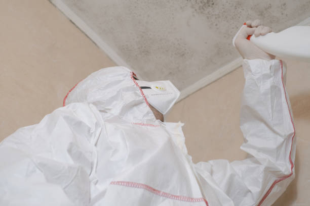 Best Commercial Mold Removal  in Ferndale, MD