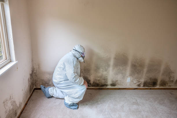 Best Mold Removal Company Near Me  in Ferndale, MD