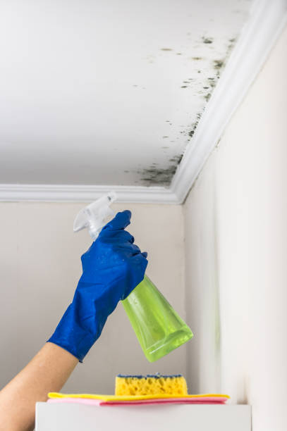 Mold Removal and Inspection in Ferndale, MD
